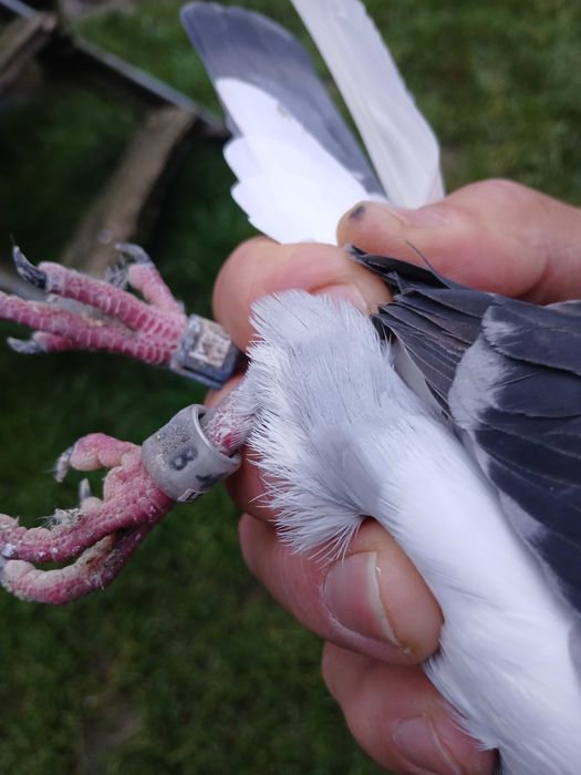 młode gołębie pocztowe pochodzenia S Węglarz plus dalekodystansowe