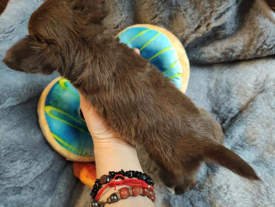 Cudowny i maleńki piesek Chihuahua długowłosy czekoladowy. Matka Zkwp.
