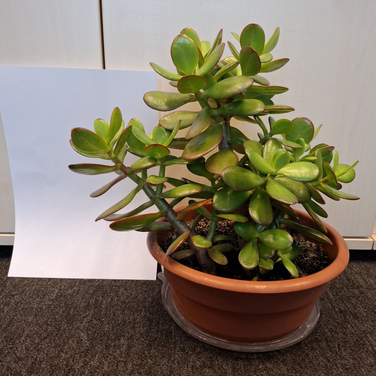 Grubosz, drzewko szczęścia, crassula, pieniążek