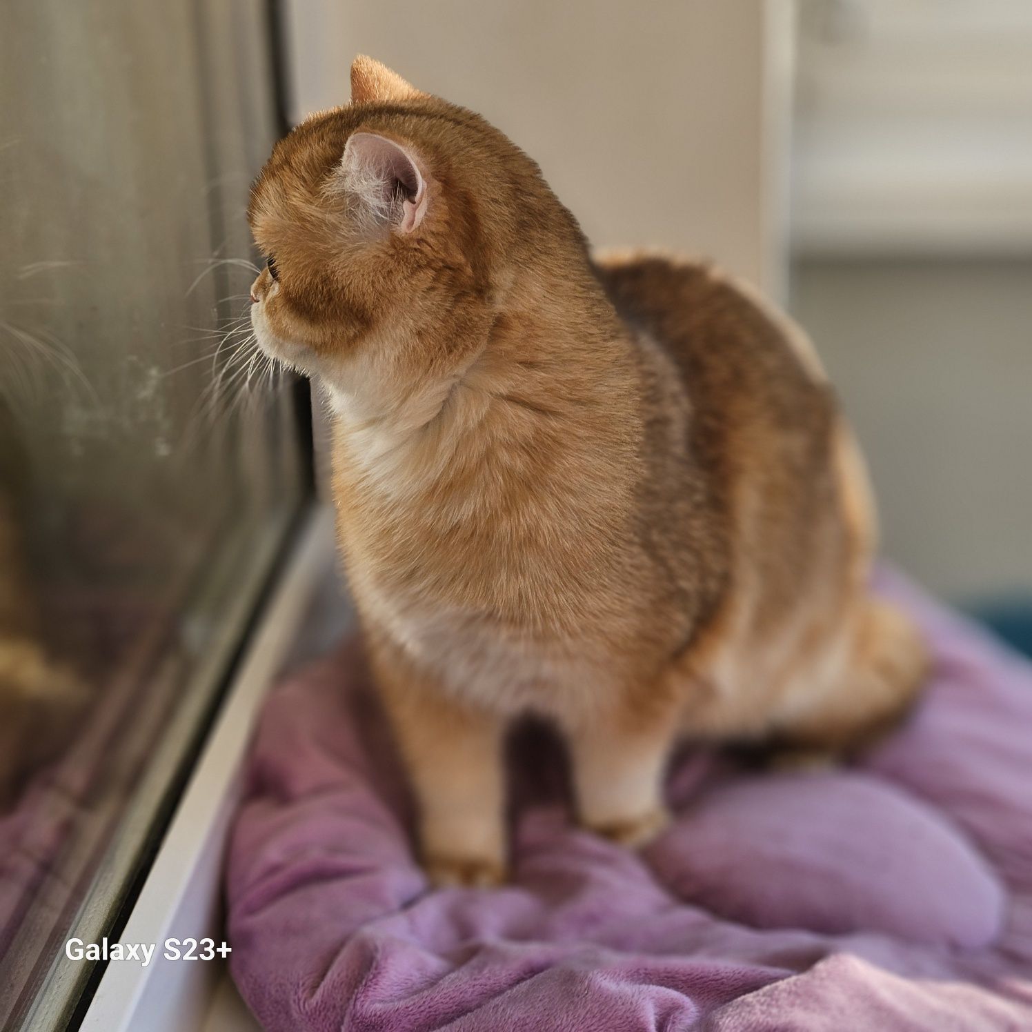 Золотая британская шиншилла кошечка кошка котята шоколадное