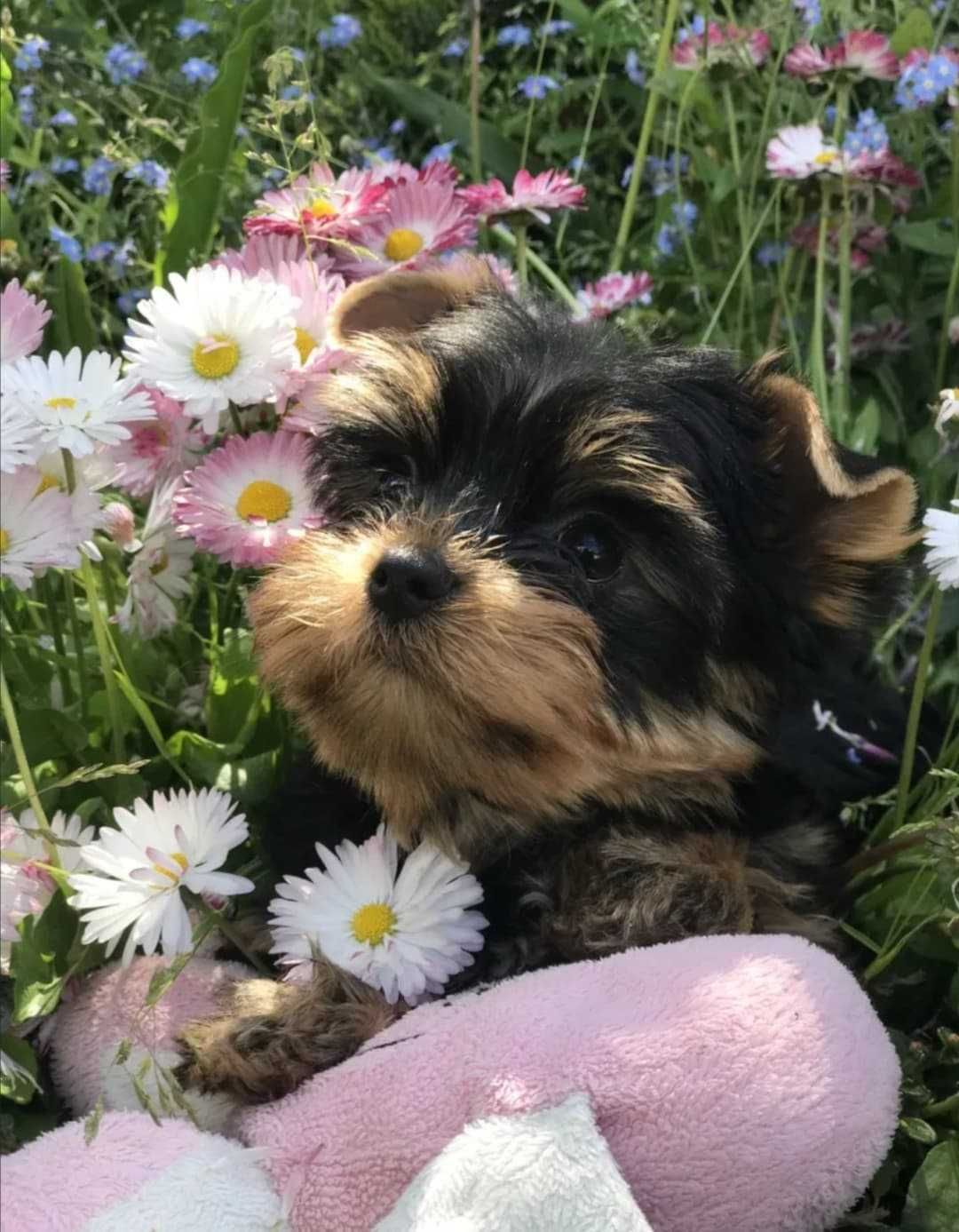 Szczeniaczek yorkshire terrier Piesek