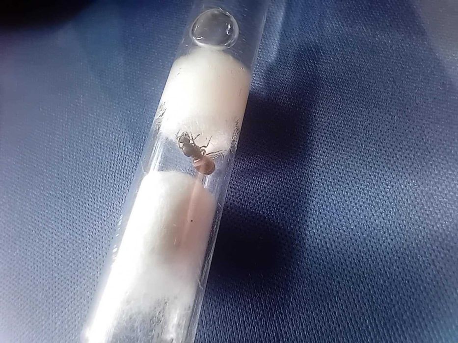 Sprzedam mrówki *w opisie sa nazwy*