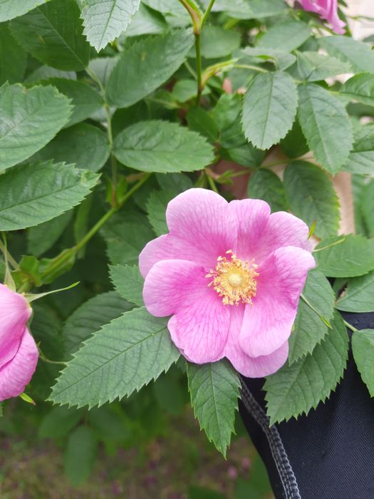 Кампсис, морозник, айва шиповник