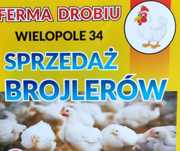 Sprzedaż brojlerów Wielopole 34 Olesno