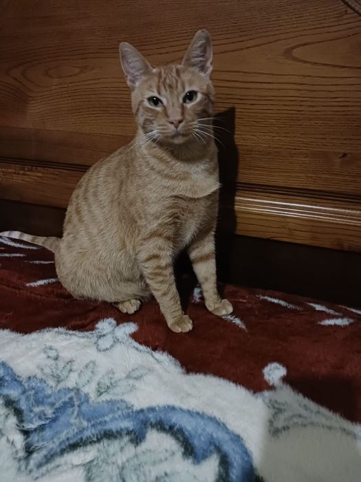 Amy- gata adulta ( com cerca de 2 anos) para adoção responsável.