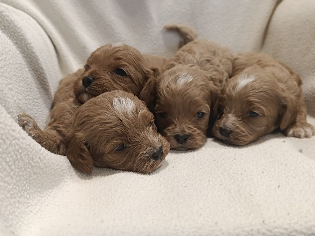 Cavapoo, sliczny zarezerwuj