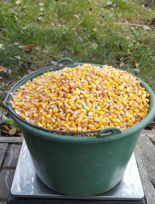 Продам кукурудзу врожай 2025 року є доставка