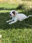 Parson Russell Terrier samiec do odbioru na poczatku sierpnia