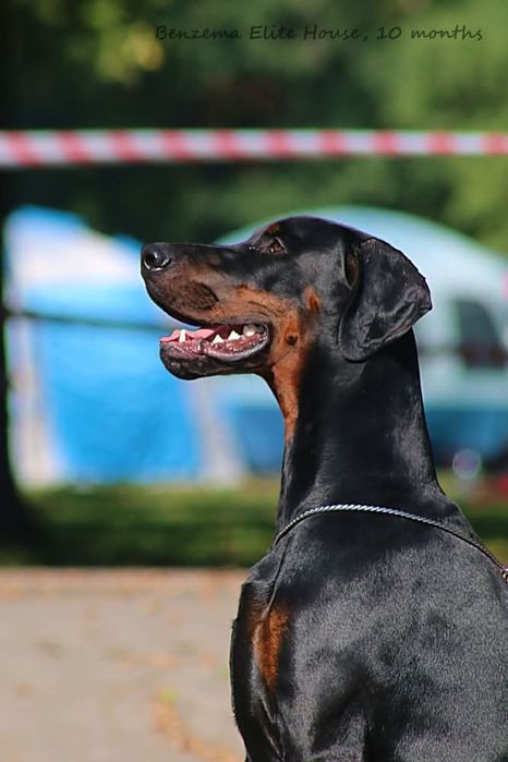 10-miesięczny samiec Dobermann (ZkwP - FCI)