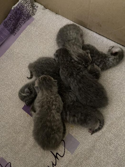 Вязка кота скотиш фолд