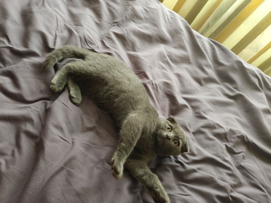 Вислоухие котята