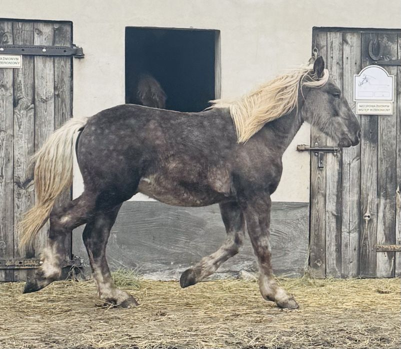 Sprzedam ogierka typ zimnokrwisty