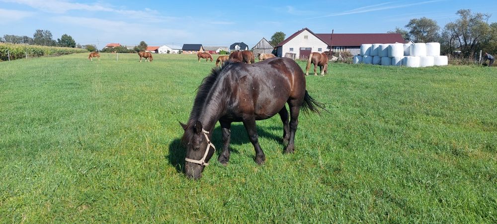 Klacz Zimnokrwista sokólska kara
