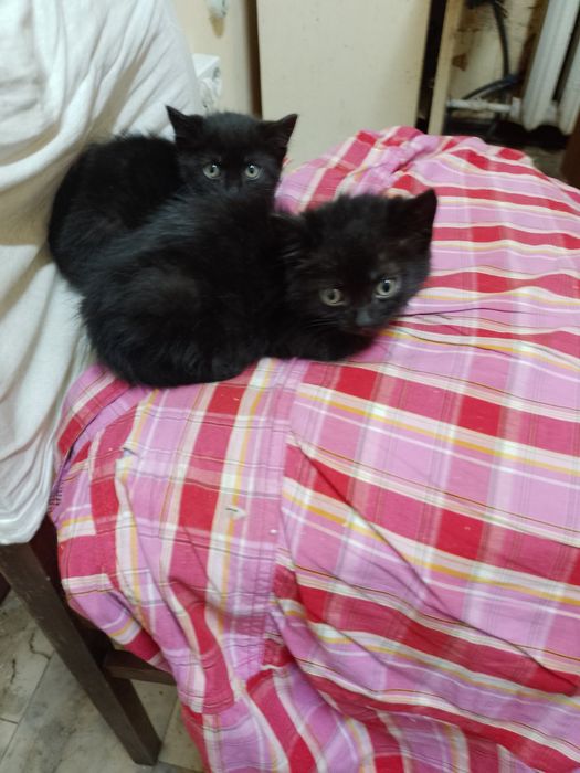 Маленькие чёрные котята котёнок мальчики срочно ищут дом! Отдам в хоро