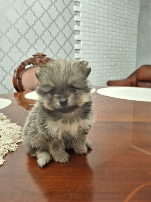 Szpic miniaturowy pomeranian