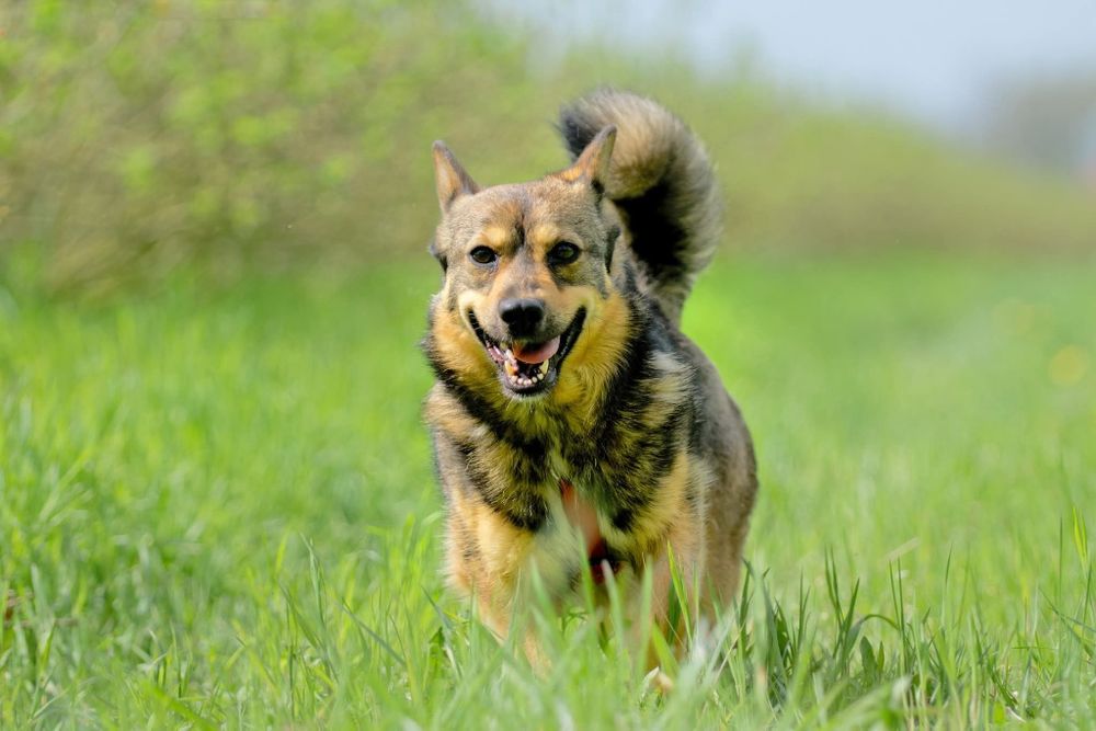 Łajka, mloda niezależna sunia