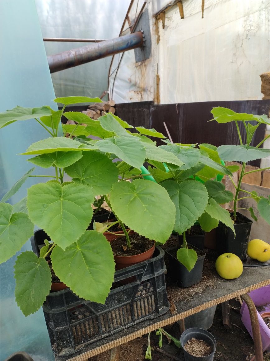 Paulownia drzewo tlenowe