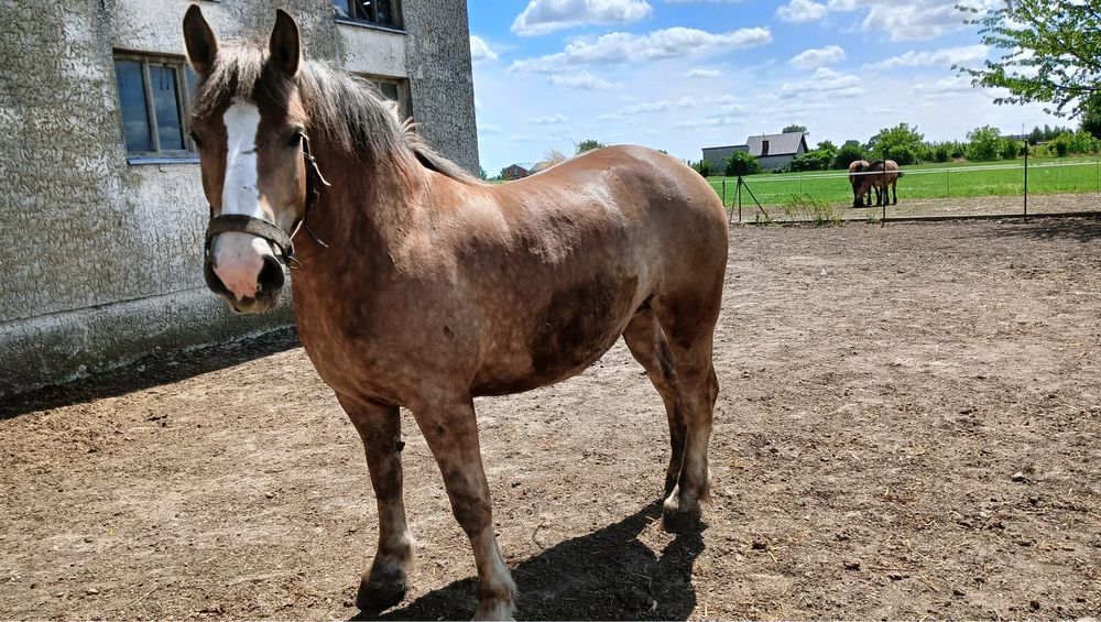 Klacz zimnokrwista 3 lata