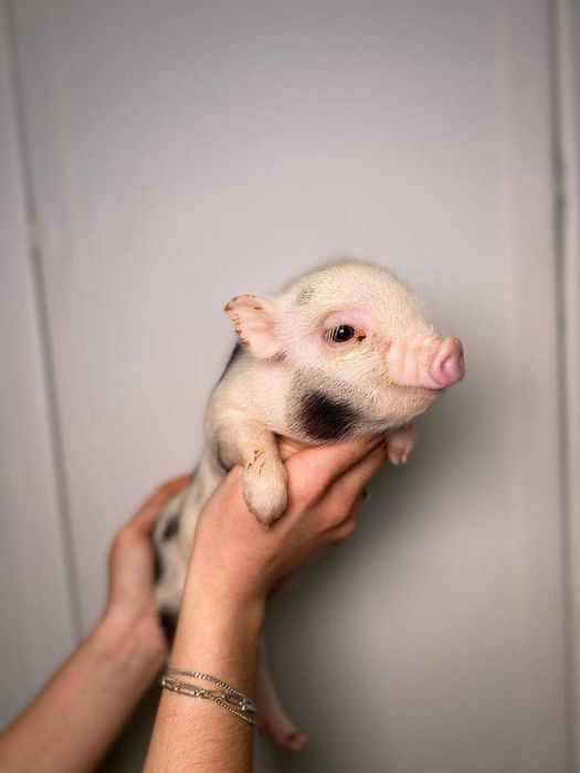 Игривые мини пиг для дома, мини пиг очень милые карликовые свинки