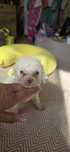 Malutki Maltipoo