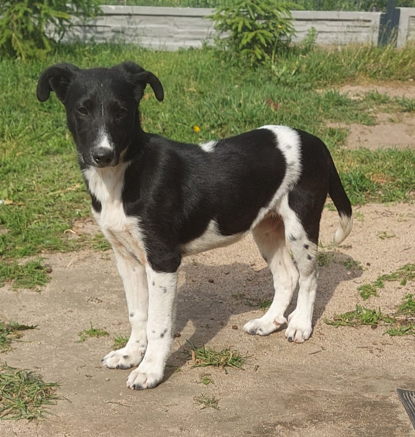 Luna i Krowka szukają domów