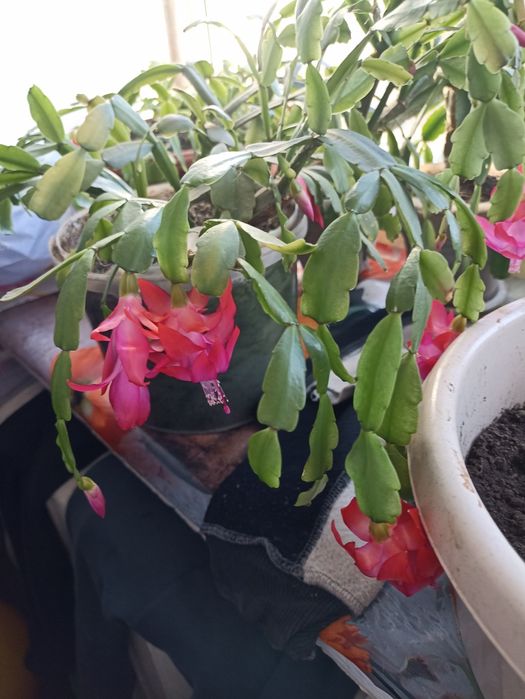 Шлюмбергера,декабрист, рождественник