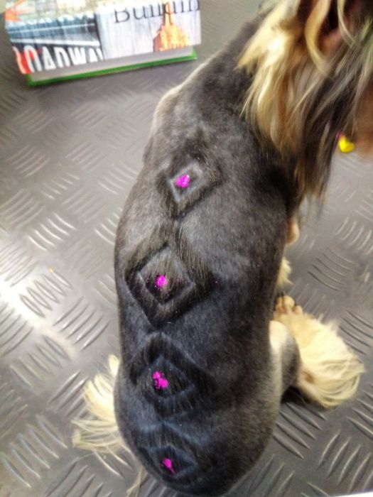 Груминг, стрижка собак, уход за шерстью