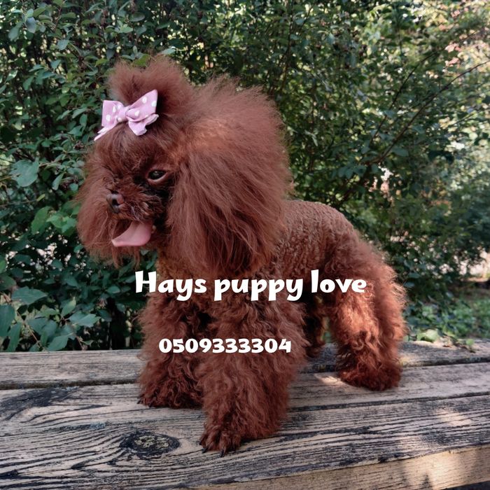 ‼️ТИКАП ‼️ импорт Китай ‼️