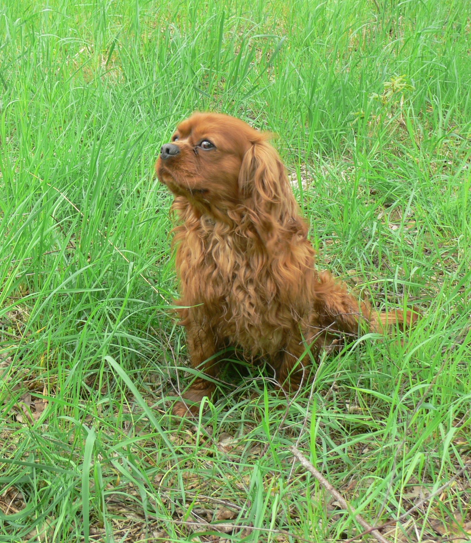 Cavalier King Charles Spaniel Piesek Ruby