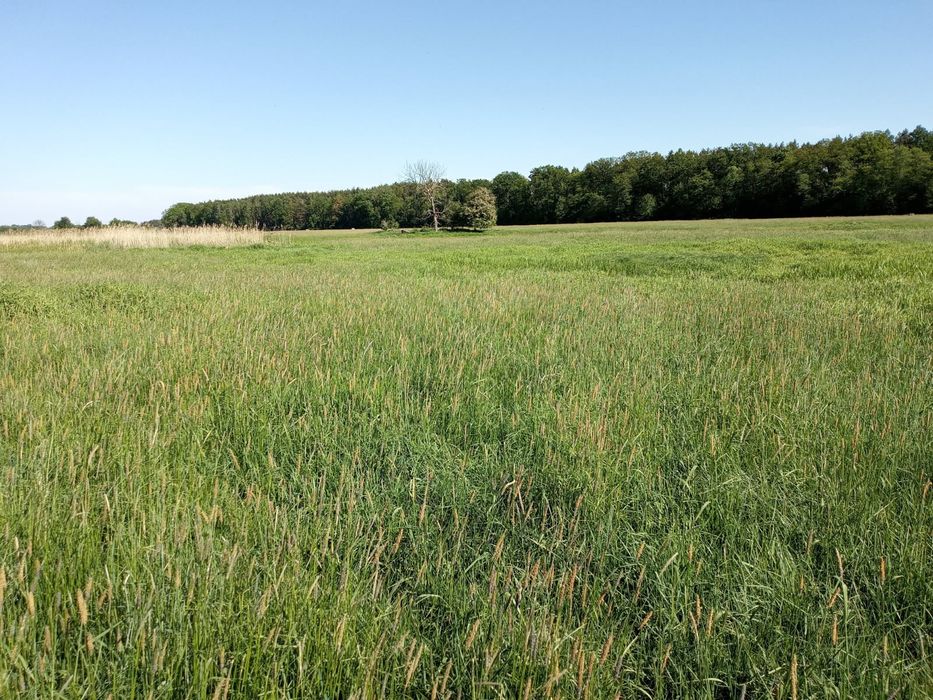 Łąka w przepięknej okolicy.