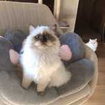 Kocurek Selkirk Rex Prezes