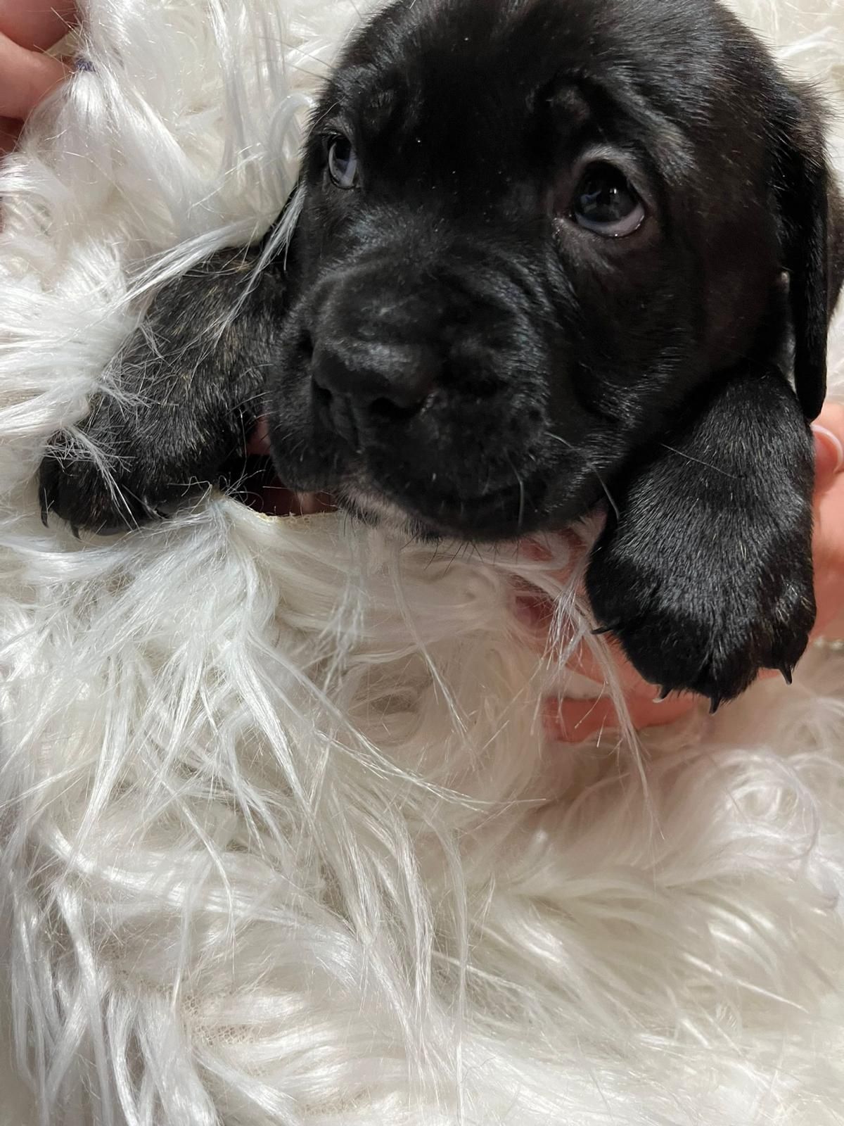 Suczka szczeniak szczeniaczek Cane Corso