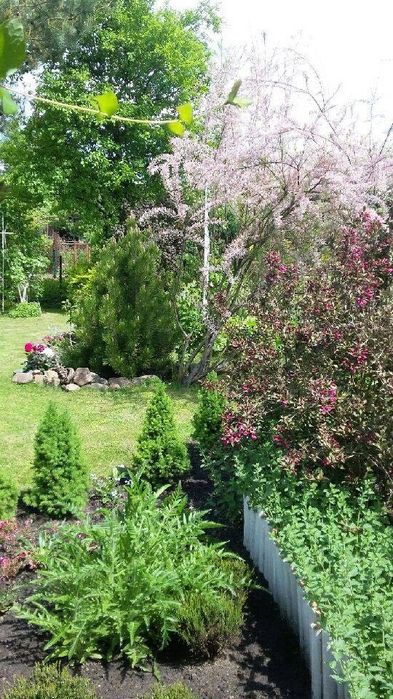 Pilnie sprzedam ogródek działkowy ROD RAJ