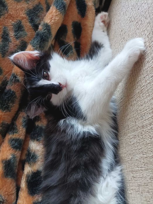 Тварини котики...