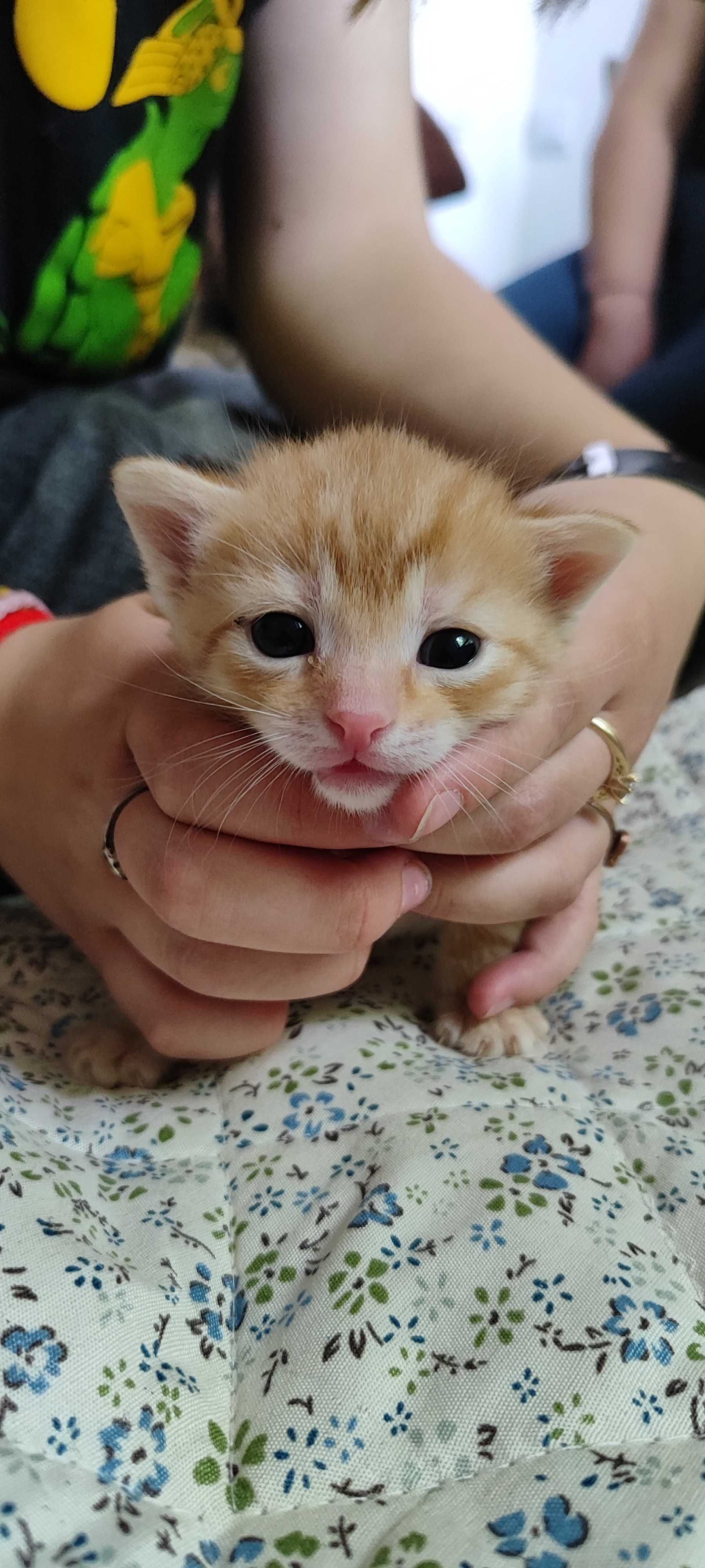 Rudy kotek do adopcji