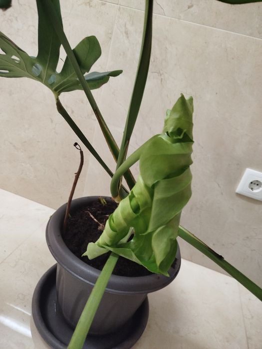 Planta natural grande, monstera deliciosa costela de Adão