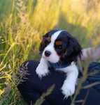 Szczeniak Cavalier King Charles Spaniel FCI/ZKWP