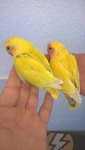 Vendo rossicolis bebes