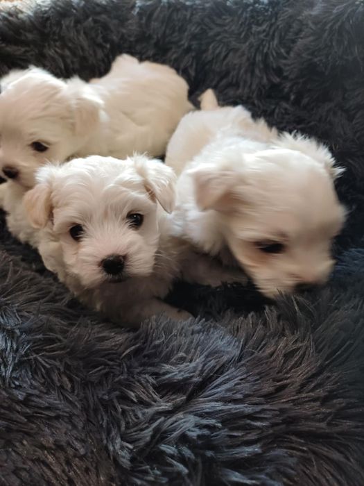 Maltanczyk śliczny piesek