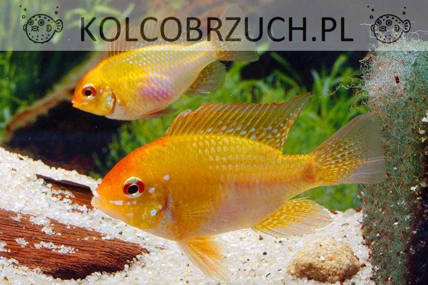 Pielęgniczka Ramireza odmiana GOLD - Mikrogeophagus ramirezi - dowóz