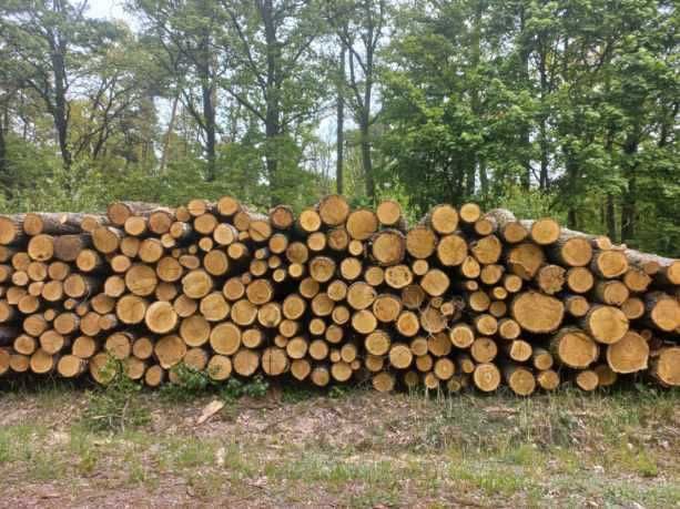 Dąb wałki drewno kominkowe opałowe piekny extra wydajny