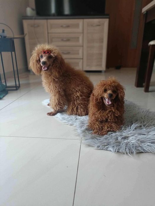 Suczka pudel toy/miniatura red