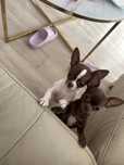Chihuahua suczki