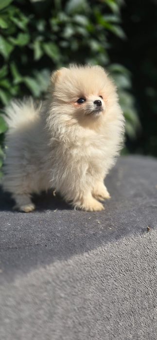 Szpic miniaturowy pomeranian