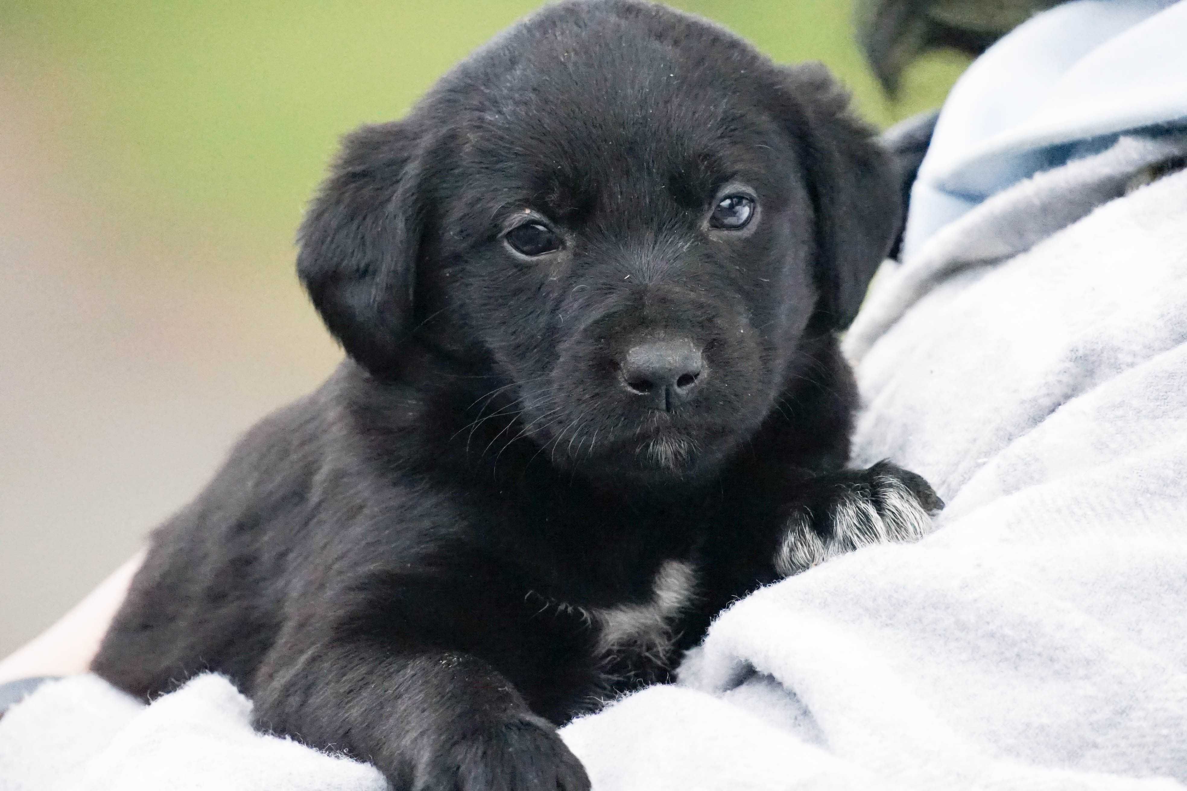 Aleksja - śliczna sunia , szczeniak do adopcji