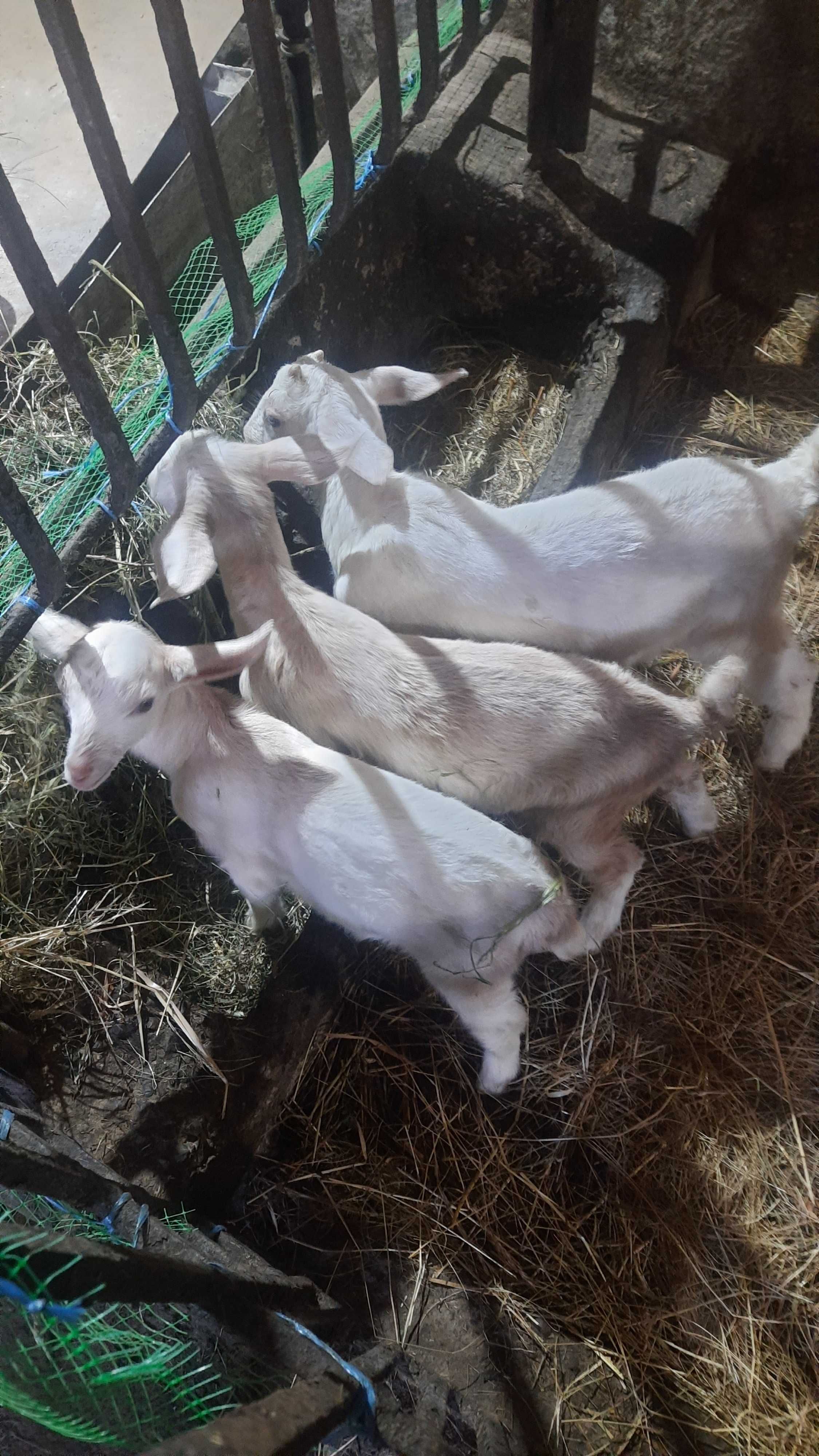 Продам козу з козенятами
