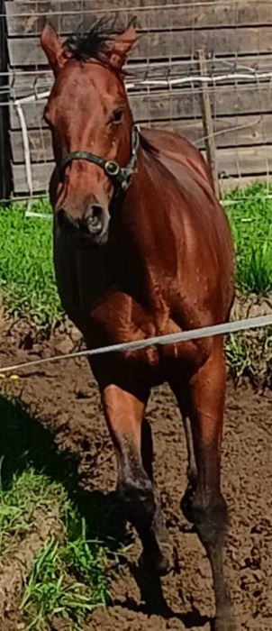 Sprzedam łagodnego ogiera pełnej krwi angielskiej z dobrym ruchem
