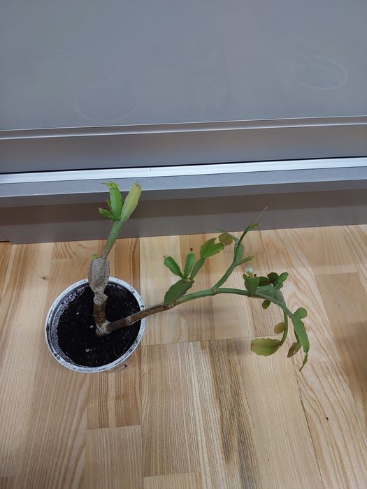 Різдвяник квіти для дому