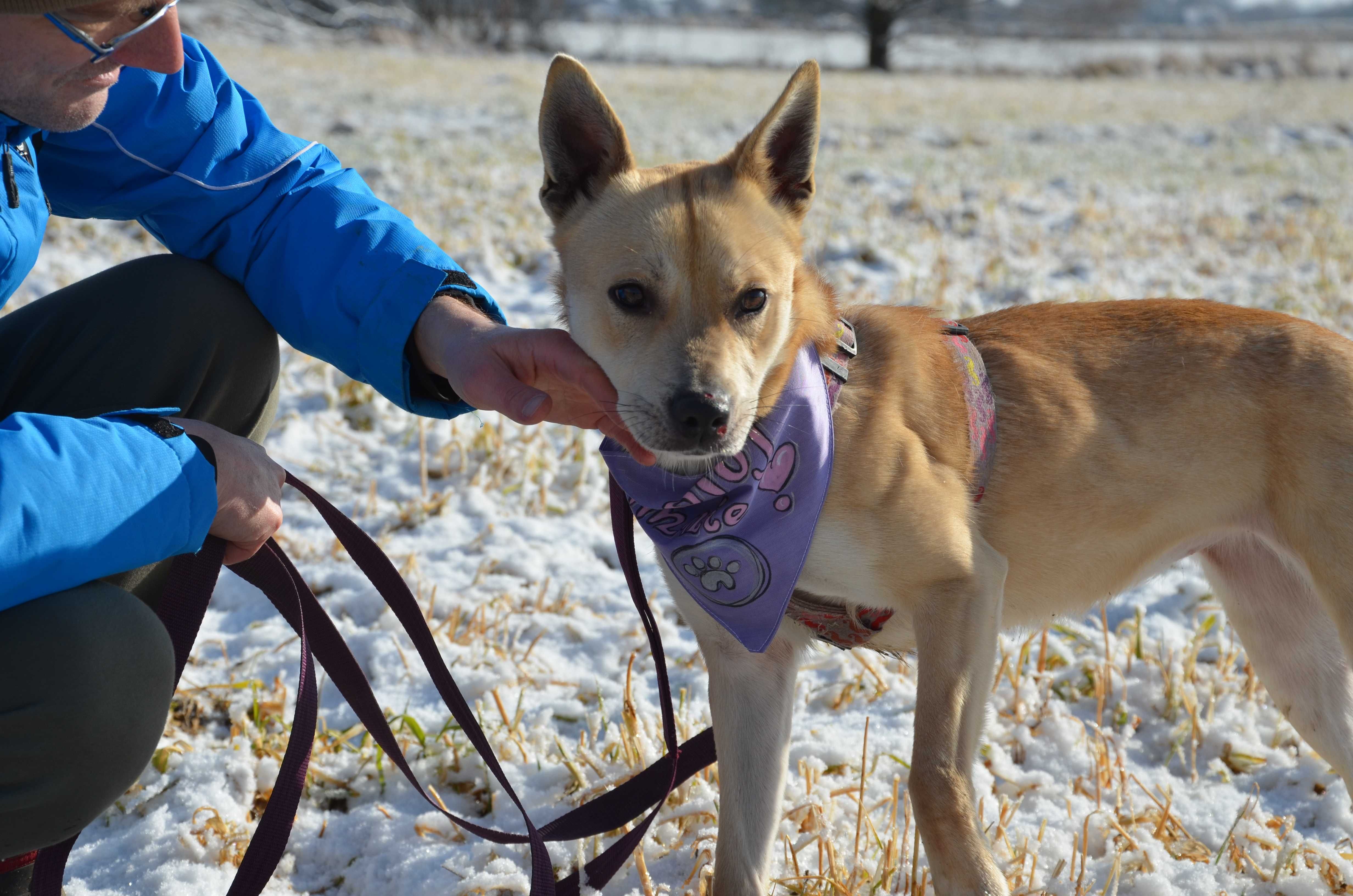 Solana - wspaniała, wrażliwa księżniczka do adopcji.