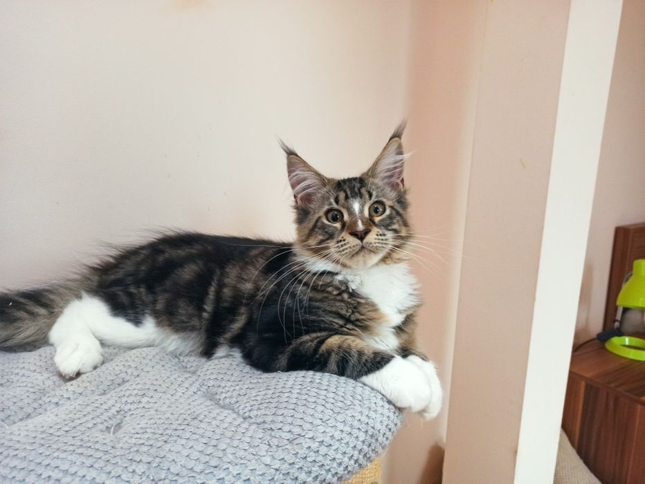 Maine Coon-kocurek po Championie
